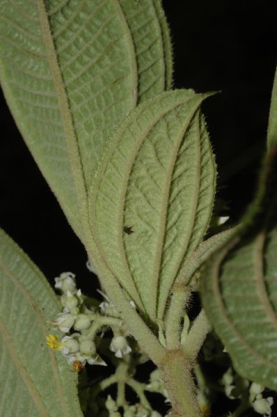 Melastomataceae Leandra subseriata