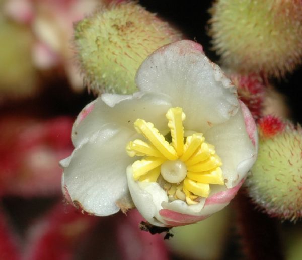 Melastomataceae Miconia tuberculata
