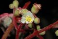 image of Miconia tuberculata