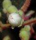 image of Miconia tuberculata