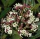 image of Miconia tinifolia