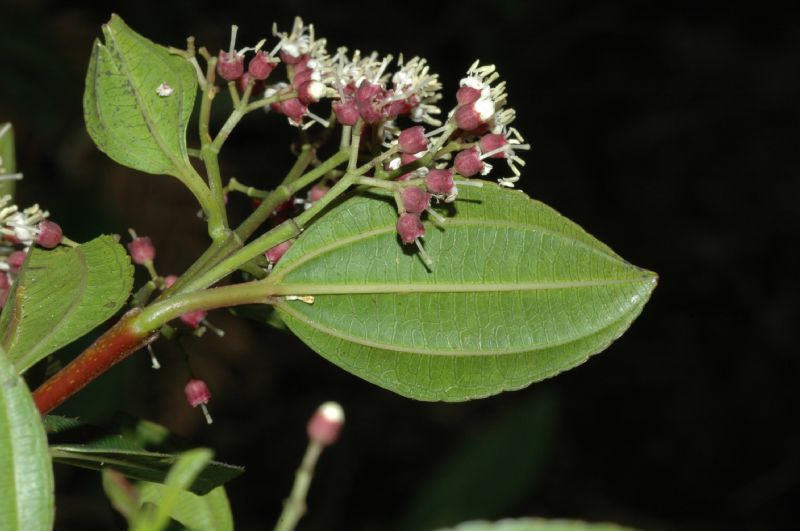 Melastomataceae Miconia tinifolia