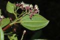 image of Miconia tinifolia