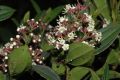 image of Miconia tinifolia