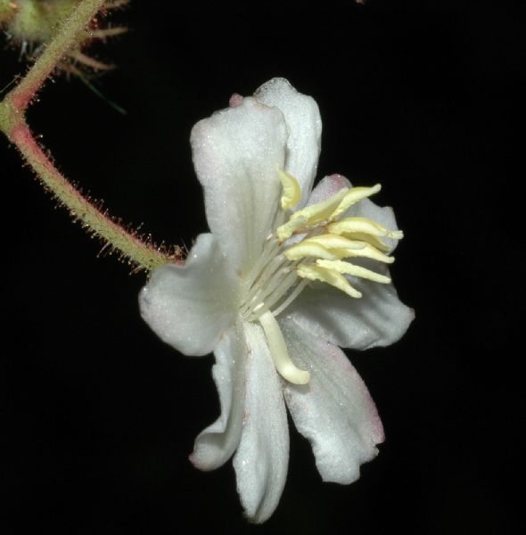 Melastomataceae Clidemia octona