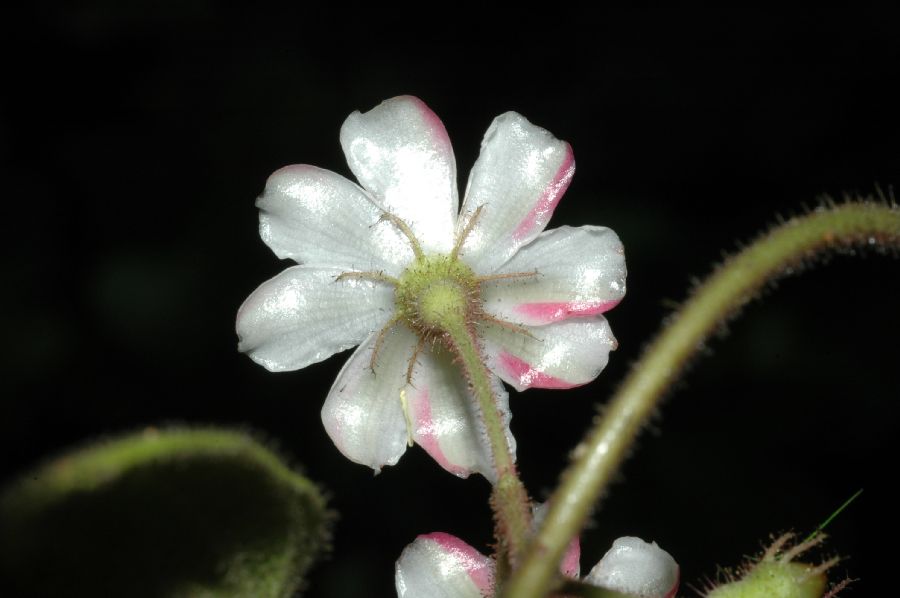 Melastomataceae Clidemia octona