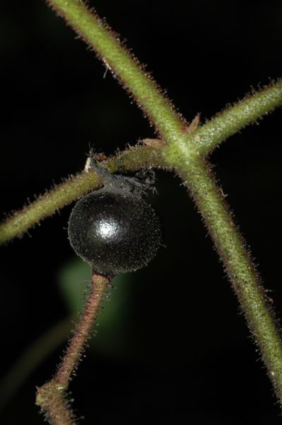 Melastomataceae Clidemia octona
