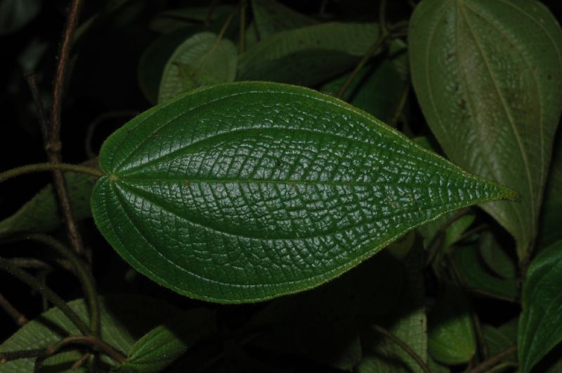 Melastomataceae Clidemia octona