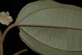 image of Miconia mirabilis