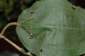 image of Miconia mirabilis