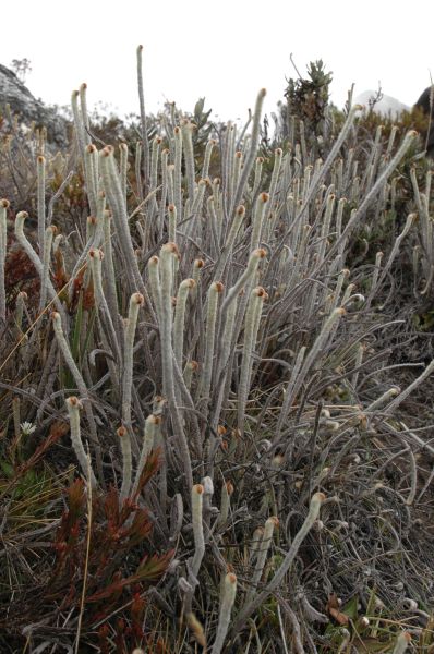Pteridaceae Jamesonia canescens