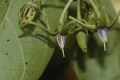image of Solanum circinatum