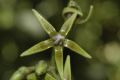 image of Solanum circinatum