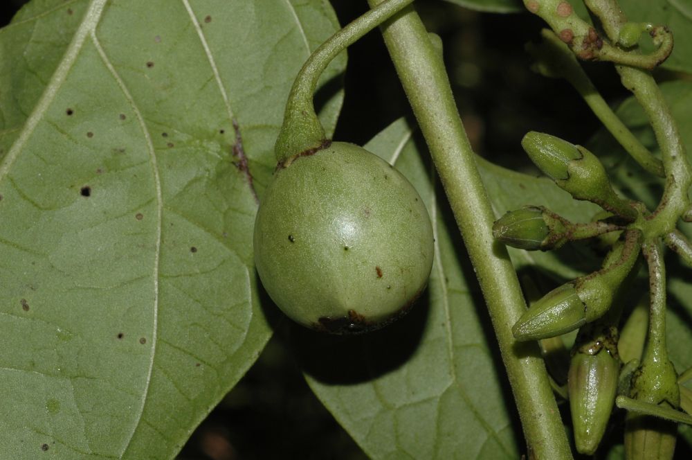 Solanaceae Solanum circinatum