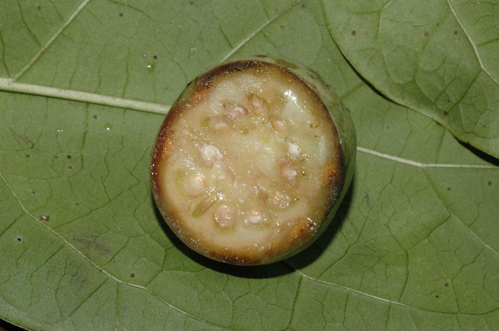 Solanaceae Solanum circinatum