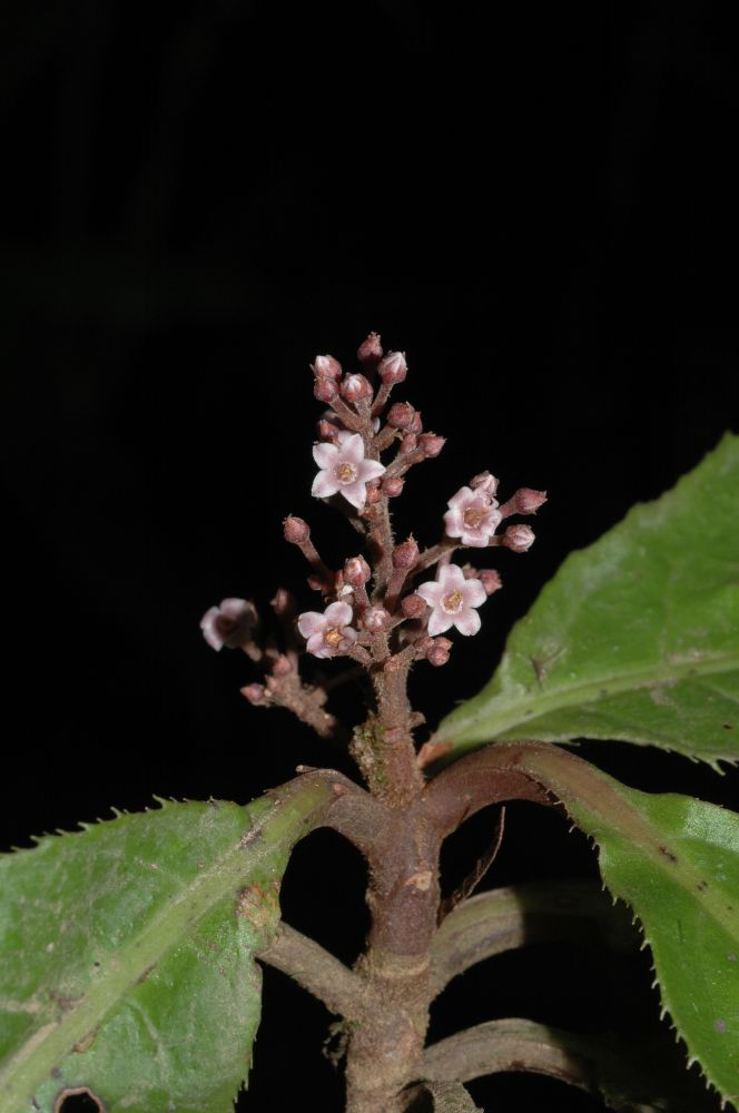 Primulaceae Cybianthus schlimii