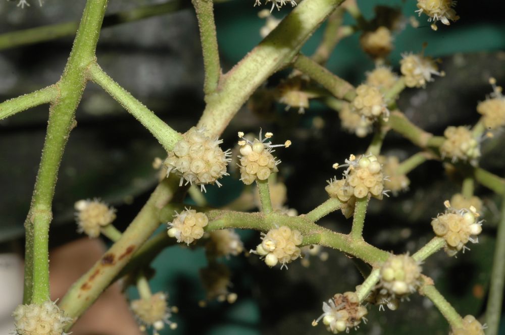 Araliaceae Oreopanax capitatus