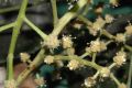 image of Oreopanax capitatus