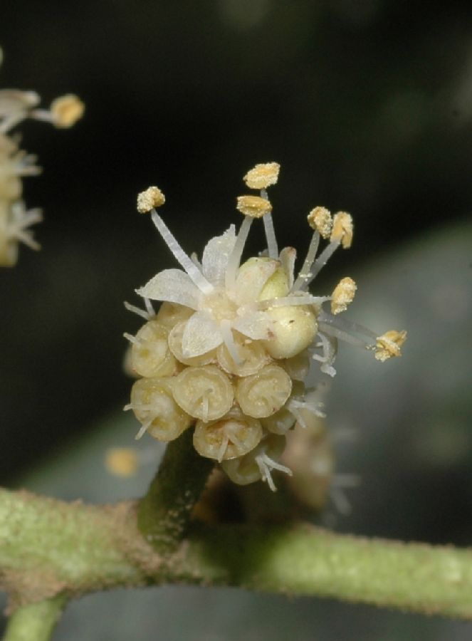 Araliaceae Oreopanax capitatus