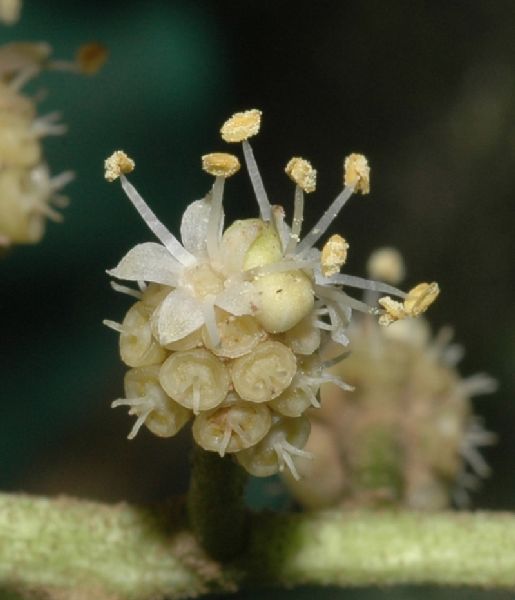 Araliaceae Oreopanax capitatus