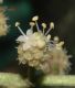 image of Oreopanax capitatus