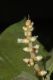 image of Miconia nervosa