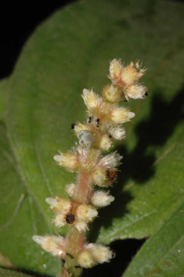 Melastomataceae Miconia nervosa