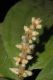 image of Miconia nervosa