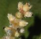 image of Miconia nervosa