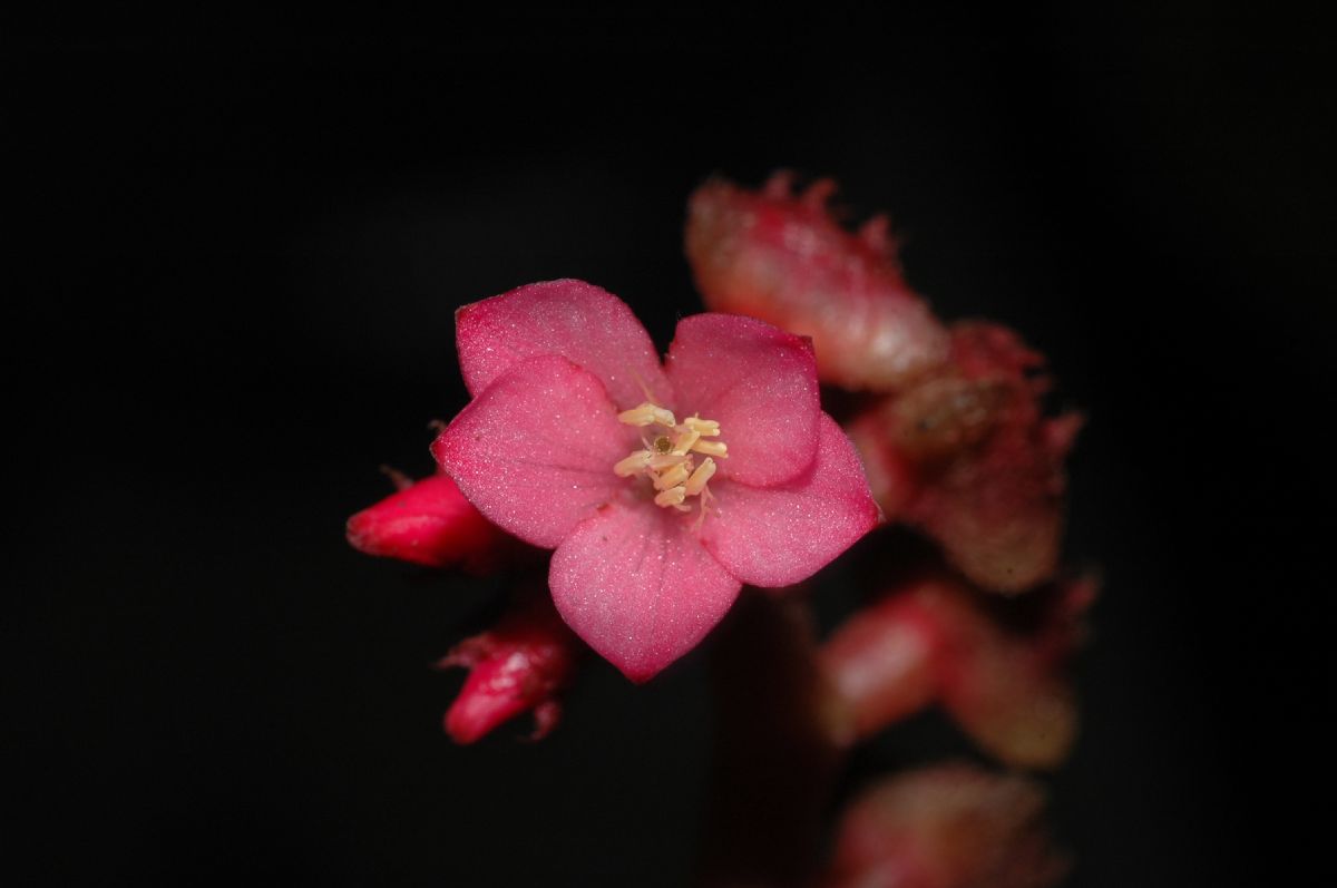 Melastomataceae Triolena hirsuta