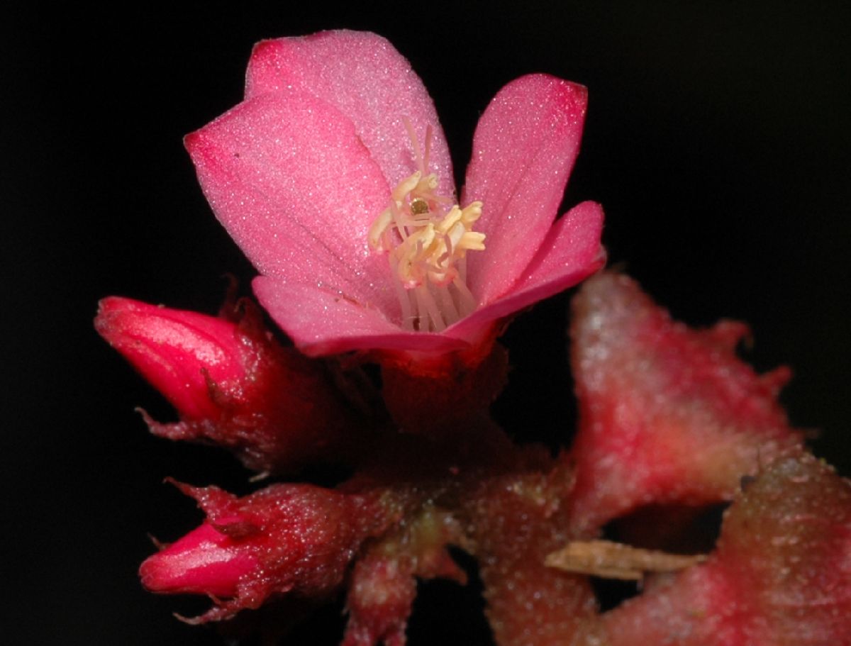 Melastomataceae Triolena hirsuta