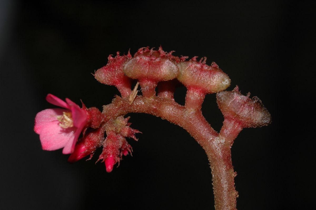 Melastomataceae Triolena hirsuta