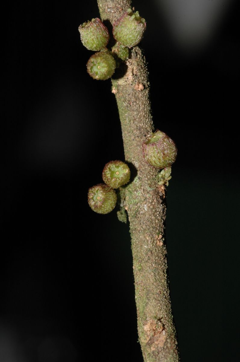 Melastomataceae Henriettella tuberculosa