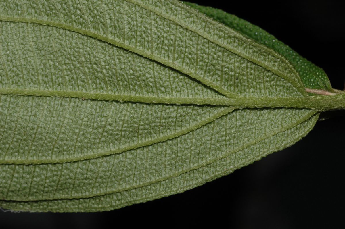Melastomataceae Henriettella tuberculosa