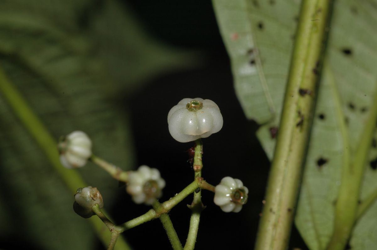 Melastomataceae Ossaea micrantha