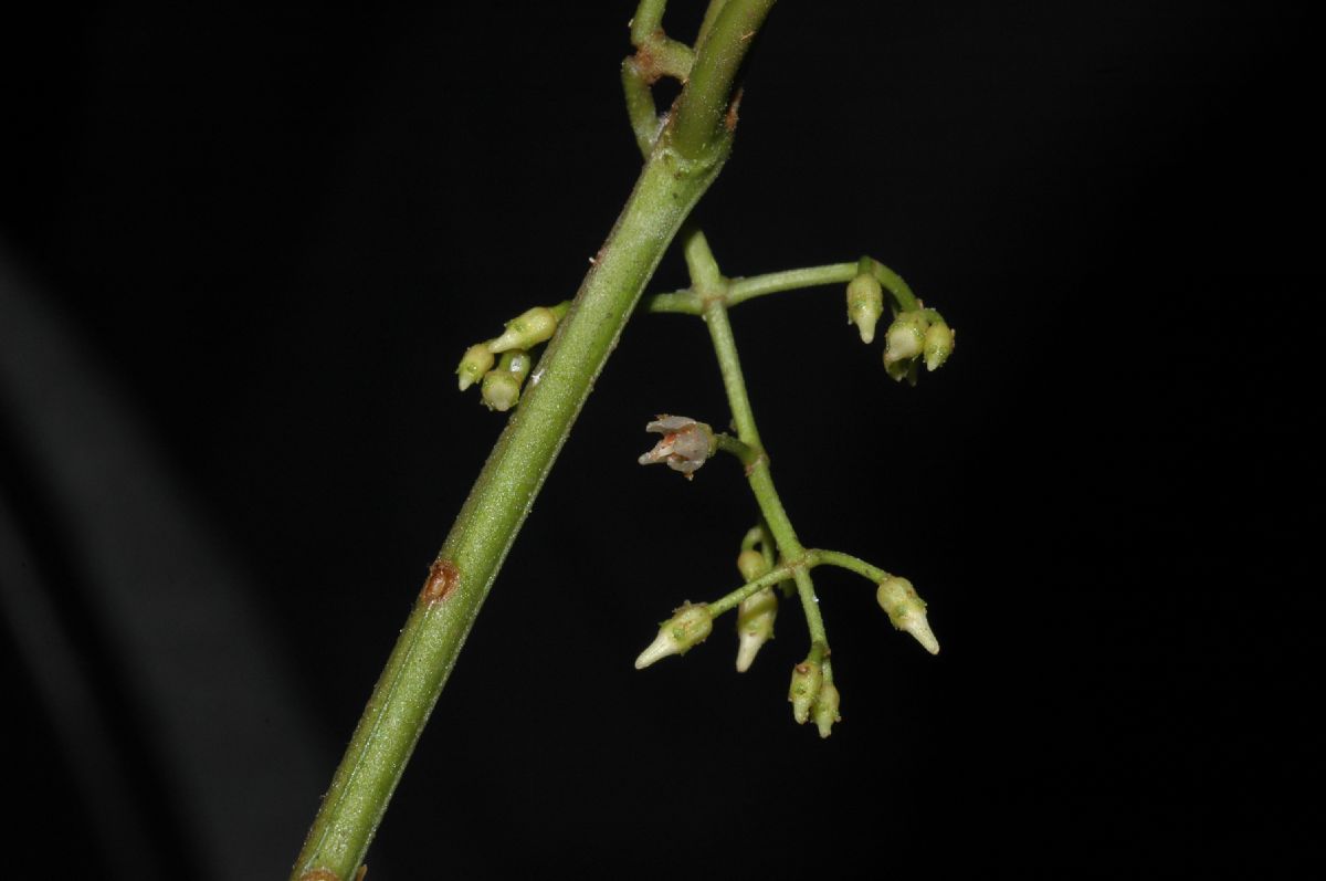 Melastomataceae Ossaea micrantha