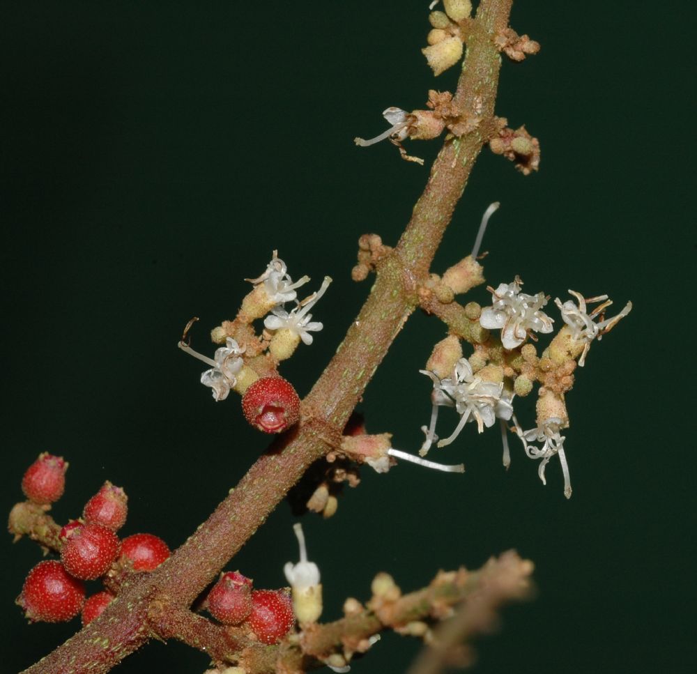 Melastomataceae Miconia impetiolaris