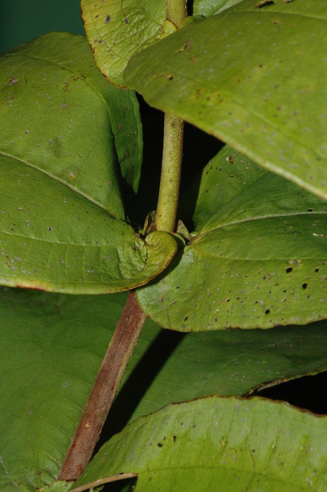 Melastomataceae Miconia impetiolaris