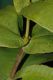 image of Miconia impetiolaris