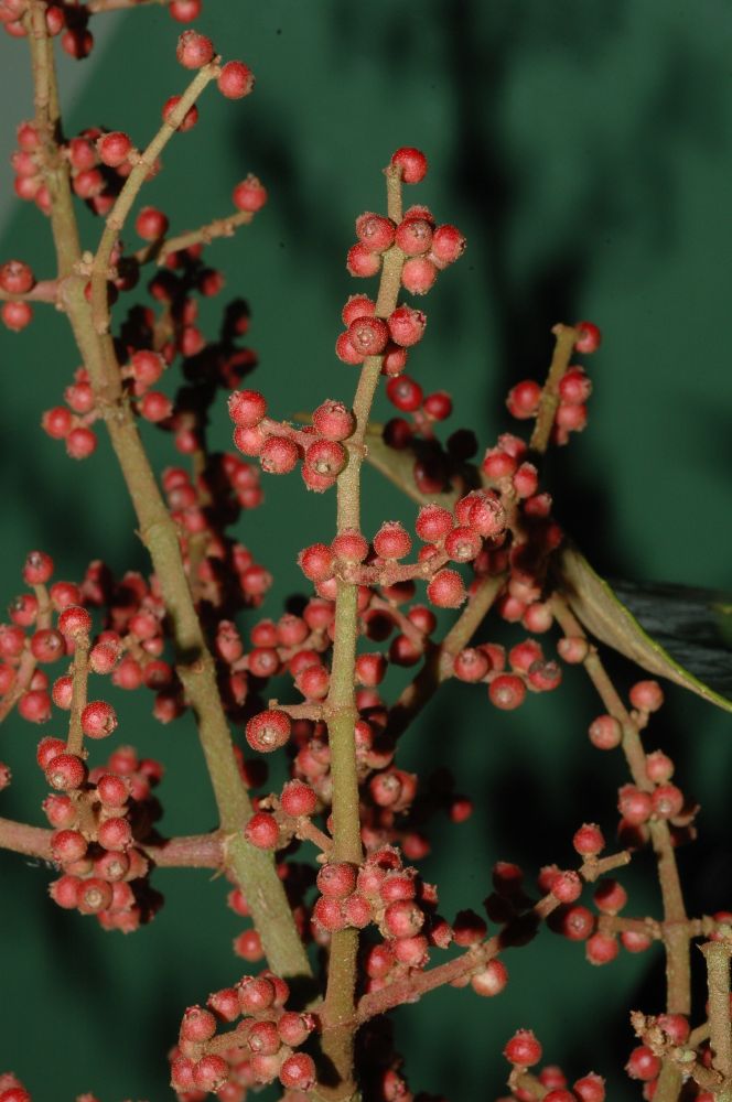 Melastomataceae Miconia impetiolaris