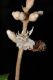 image of Miconia simplex