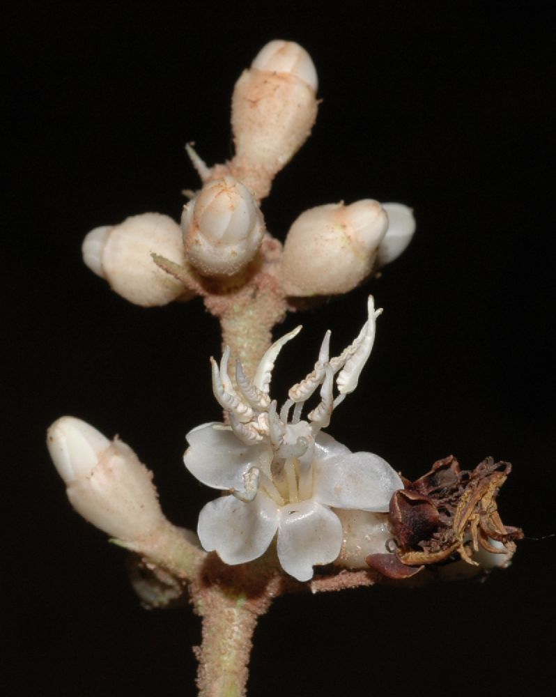 Melastomataceae Miconia simplex