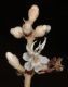 image of Miconia simplex