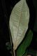 image of Miconia simplex