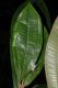 image of Miconia simplex