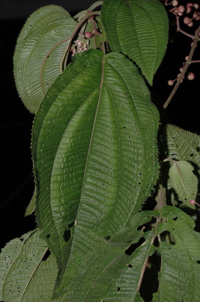 Melastomataceae Conostegia subcrustulata