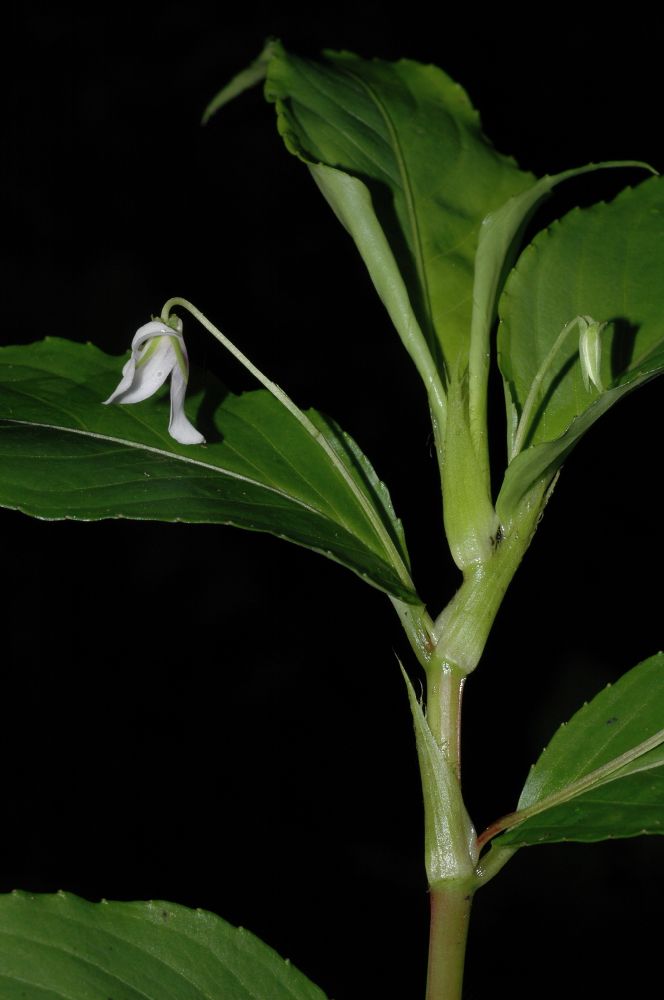 Violaceae Viola stipularis