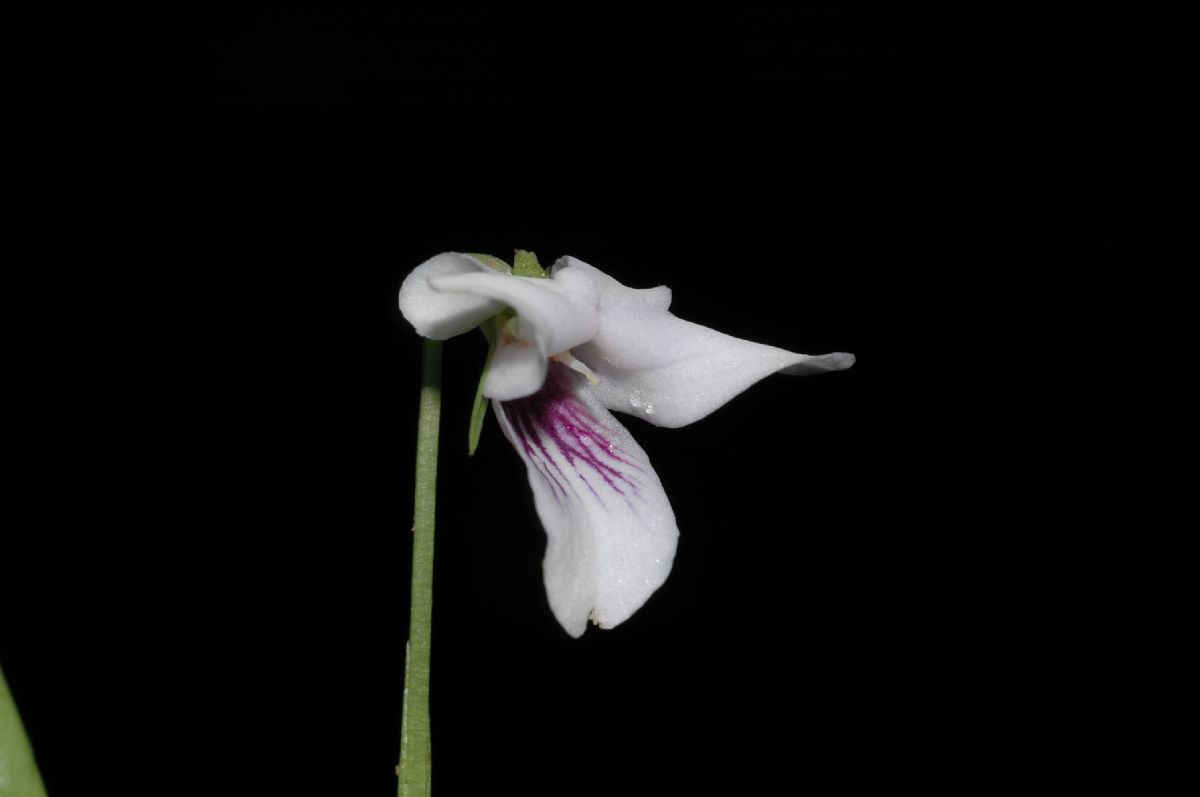 Violaceae Viola stipularis