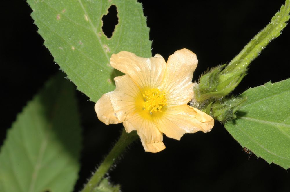 Malvaceae Sida 