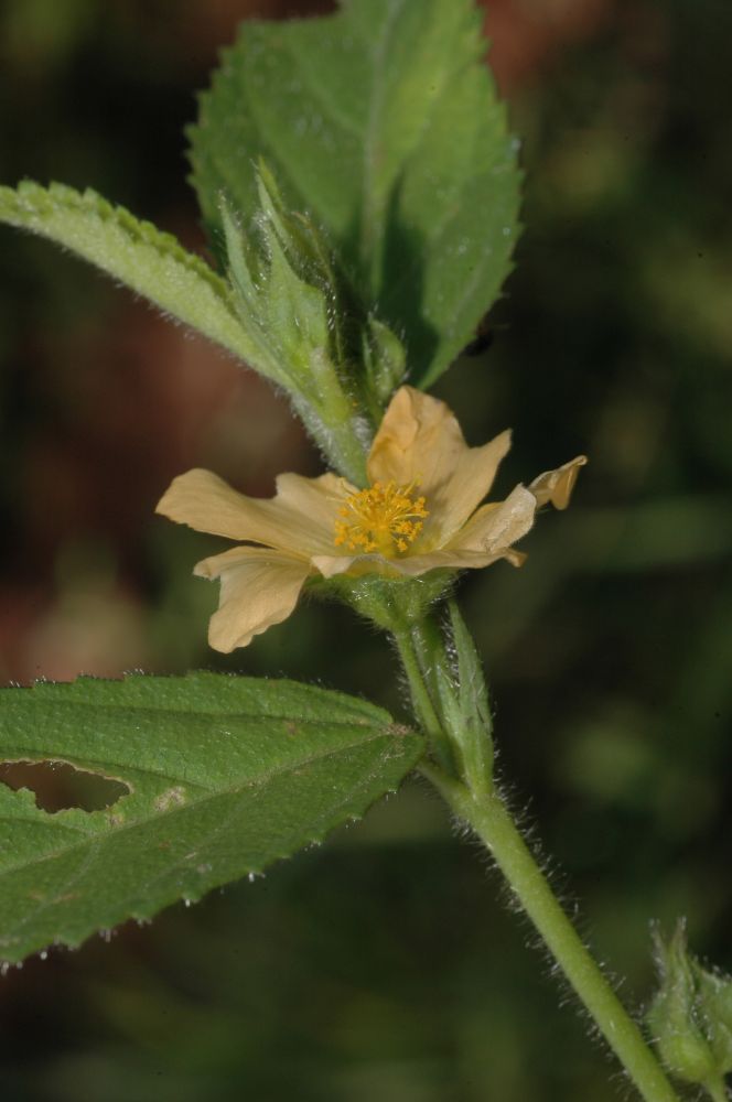 Malvaceae Sida 